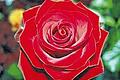 Symbolbild Rose.