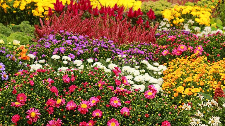 Stauden verwandeln den Garten im Herbst in ein buntes Farbenmeer.