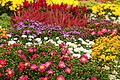 Stauden verwandeln den Garten im Herbst in ein buntes Farbenmeer.