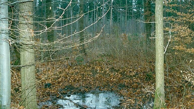 In unseren Wäldern stößt der aufmerksame Wanderer hin und wieder auf ehemalige Wolfsgruben. Diese Aufnahme entstand in den Haßbergen.