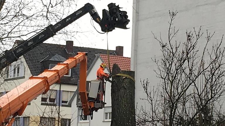 Rund eineinhalb Tage dauerte die Fällung der Schwarzpappel am Spitalseebunker, auch die Wurzel wurde gleich mit weggefräst, um einen neuen Baum pflanzen zu können.