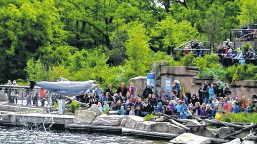 Begeistert: Die Delfinvorführung in der &bdquo;Großen Lagune&ldquo; war für alle Kids und Begleitern des Wildfleckener Kindergartens St. Josef der absolute Höhepunkt im Nürnberger Tiergarten. Helmut Raab