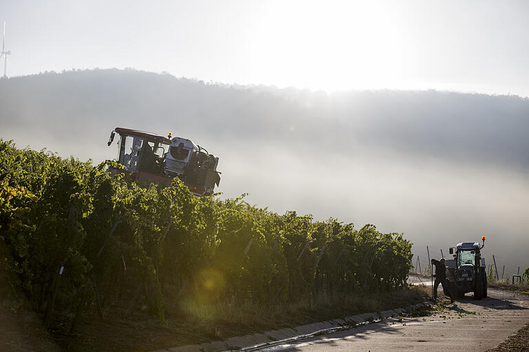 Auch wenn bei der Ernte im Weinberg längst Maschinen helfen: Manchmal ist Handarbeit noch nötig