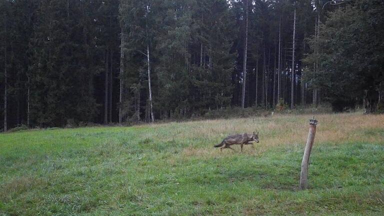 Dieser Wolf wurde am 27. August im hessischen Lohrhaupten von einer Wildkamera fotografiert. Ist es die berüchtigte Wölfin GW3092f?