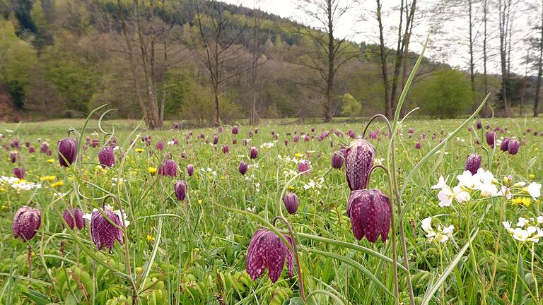 Bald werden die Schachblumen in den Sinnauen einen wunderschönen Anblick darstellen. Doch in Coronazeiten müssen Besucher ein paar Dinge beachten. Foto: Brigitte Betz       -  Bald werden die Schachblumen in den Sinnauen einen wunderschönen Anblick darstellen. Doch in Coronazeiten müssen Besucher ein paar Dinge beachten. Foto: Brigitte Betz