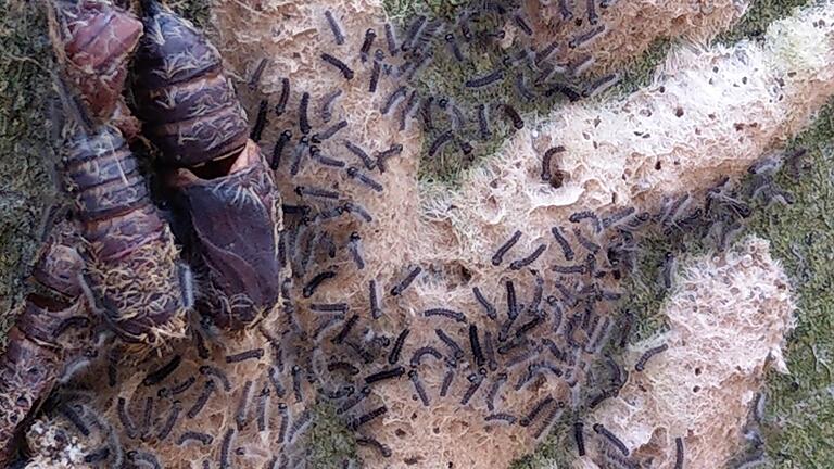 Schwammspinner-Gelege mit frisch geschlüpften Ei-Räupchen an einer Buche im Eibelstadter Neuer Bergswald. Daneben Larvenhäute aus dem letzten Jahr.