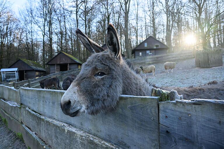 Im Streichelzoo des Klaushof gibt es Esel, Schafe und Ziegen. Die meisten lassen sich geduldig von den Kindern streicheln. Zumindest wenn es zwischendurch einen kleinen Snack zur Belohnung gibt. Im Streichelzoo des Klaushof gibt es Esel, Schafe und Ziegen. Die meisten lassen sich geduldig von den Kindern streicheln. Zumindest wenn es zwischendurch einen kleinen Snack zur Belohnung gibt.