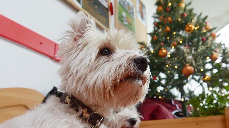 Ein Stückchen vom Braten, Kekse oder Schokolade: Wer seinen Hund damit füttert, gefährdet die Gesundheit des Tieres. Foto: Rainer Jensen/dpa/dpa-tmn       -  Vor allem in der Weihnachtszeit fressen Hunde vermehrt Schokolade. Dabei ist sie für die Vierbeiner giftig und kann in zu großen Mengen sogar tödlich sein.