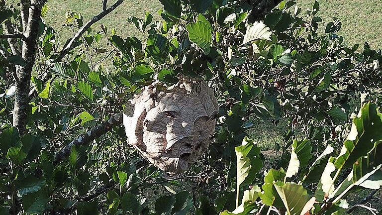 Nest der Asiatischen Hornisse       -  Das Sekundärnest der Asiatischen Hornisse befindet sich in Hecken oder Baumwipfeln in bis zu 30 Metern Höhe.