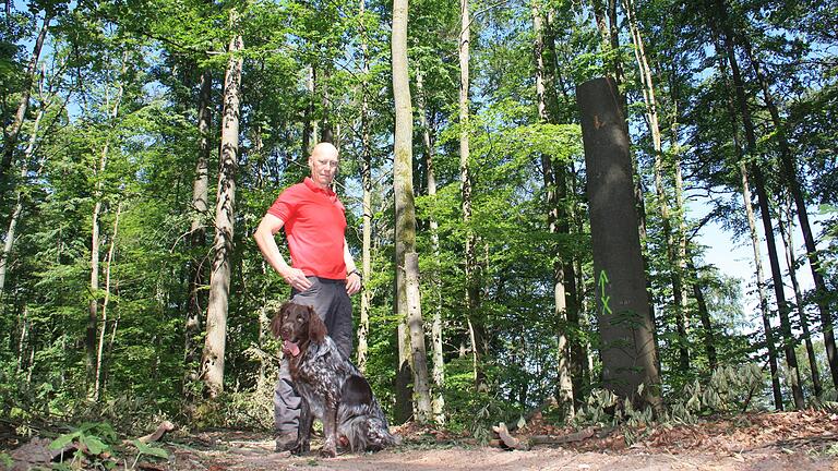 Entlang des Wanderwegs vom Murleinsnest zum Steinernen Kreuz im Gemeinsamen Bürgerwald Gerolzhofen-Dingolshausen wurden mit Hilfe einer Harvester-Forstmaschine Buchen mit Trockenschäden gefällt. Ein Teil des Holzes blieb als Baumstümpfe und Totholz im Wald zurück. Im Bild der Gerolzhöfer Förster Jochen Schenk zusammen mit seinem Hund 'Lupo'. Entlang des Wanderwegs vom Murleinsnest zum Steinernen Kreuz im Gemeinsamen Bürgerwald Gerolzhofen-Dingolshausen wurden mit Hilfe einer Harvester-Forstmaschine Buchen mit Trockenschäden gefällt. Ein Teil des Holzes blieb als Baumstümpfe und Totholz im Wald zurück. Im Bild der Gerolzhöfer Förster Jochen Schenk zusammen mit seinem Hund 'Lupo'.