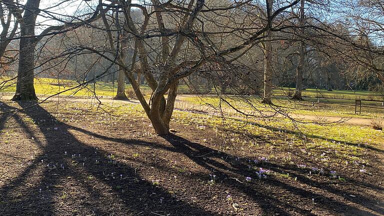 Im Kurpark Bad Kissingen blühen schon die ersten Krokusse. - Im Kurpark Bad Kissingen blühen schon die ersten Krokusse. Im Kurpark Bad Kissingen blühen schon die ersten Krokusse. - Im Kurpark Bad Kissingen blühen schon die ersten Krokusse.