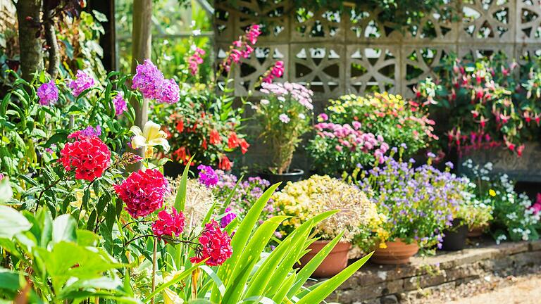 Schön bunt ist der Garten im August. Schön bunt ist der Garten im August.