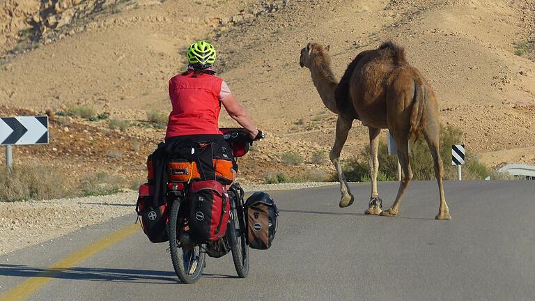 In der Wüste Negev leben viele Kamele.