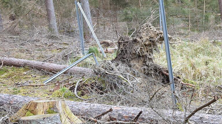 Zäune wurden zerstört, so dass Rehwild nun ungehindert an Jungpflanzen gelangen. Zäune wurden zerstört, so dass Rehwild nun ungehindert an Jungpflanzen gelangen.