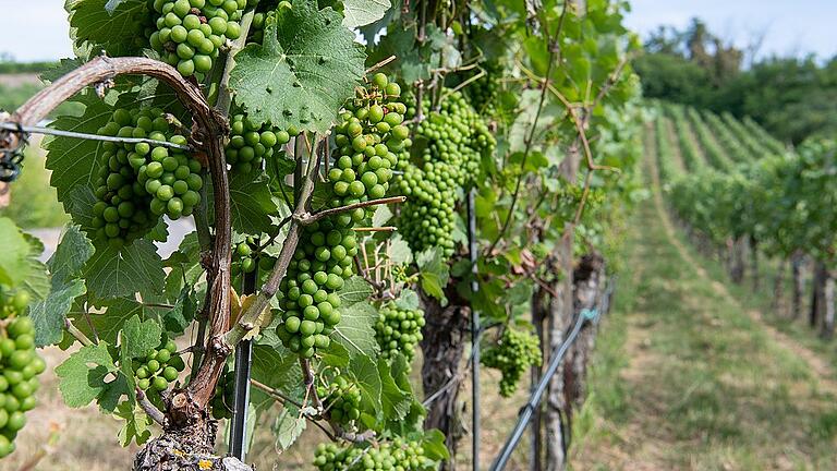 Weinanbau in Franken       -  Weinreben auf einem Weingut bei Volkach. Die fränkischen Winzer erhoffen sich für 2018 einen sehr guten Weinjahrgang.