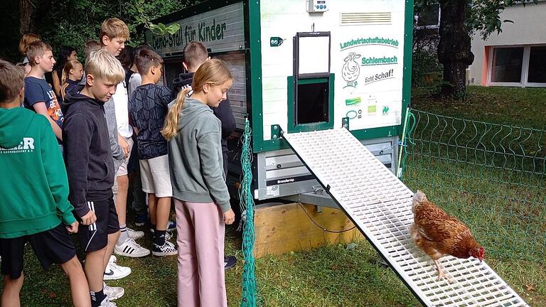 Schülerinnen und Schüler der 6. Jahrgangsstufe begutachten die neuen Haustiere des Gymnasiums im mobilen Demo-Stall.