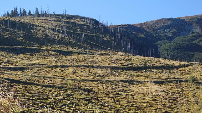 Von den einstigen, grünen und dicht bewachsenen Waldflächen ist an manchen Orten Rumäniens nicht mehr viel übrig geblieben.