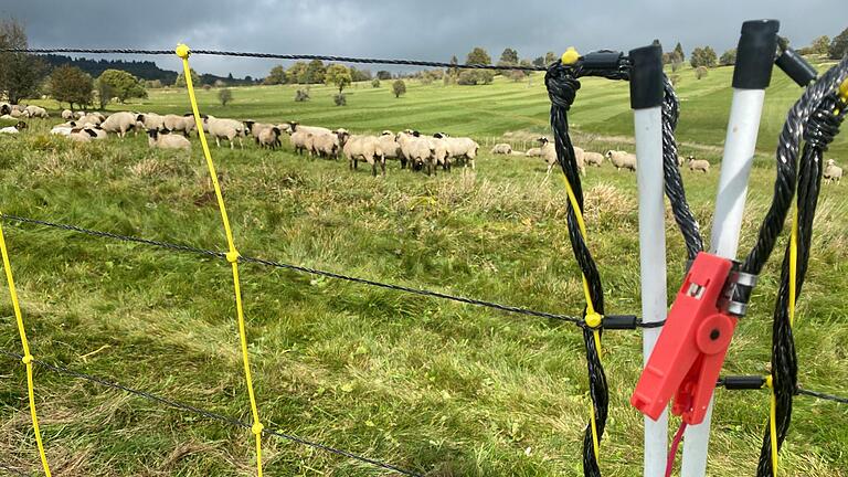 Herde angegriffen, Schafe getötet, trotz Schutzmaßnahmen: In der Rhön ist nach dem genehmigten Abschuss einer Wölfin eine heftige Diskussion entbrannt – mit vielen offenen Fragen. - Kommt immer wieder vor, auch in der Rhön: Die Herde wird angegriffen, Schafe werden getötet, trotz Schutzmaßnahmen. Herde angegriffen, Schafe getötet, trotz Schutzmaßnahmen: In der Rhön ist nach dem genehmigten Abschuss einer Wölfin eine heftige Diskussion entbrannt – mit vielen offenen Fragen. - Kommt immer wieder vor, auch in der Rhön: Die Herde wird angegriffen, Schafe werden getötet, trotz Schutzmaßnahmen.