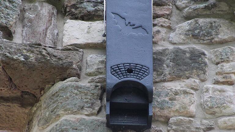 Die Fledermaus kann dank Artenschutz in Franken einziehen. Die Fledermaus kann dank Artenschutz in Franken einziehen.