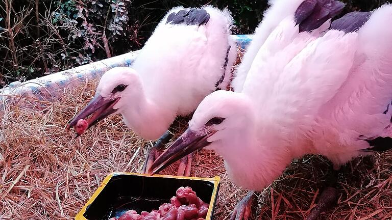 Storch Wastl (links) ist, seit er auf der Storchen-Auffangstation in Wabern ist, deutlich gewachsen. Er kann sogar schon stehen. Sein Nest teilt er sich mit Storch Johannes, der ein paar Tage älter ist. Beide verstehen sich sehr gut miteinander. Storch Wastl (links) ist, seit er auf der Storchen-Auffangstation in Wabern ist, deutlich gewachsen. Er kann sogar schon stehen. Sein Nest teilt er sich mit Storch Johannes, der ein paar Tage älter ist. Beide verstehen sich sehr gut miteinander.
