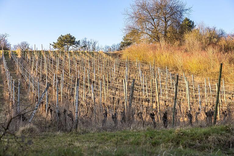 Wandern auf dem Fuchsstädter Natur- und Kulturlehrpfad - vorbei an alten Weinbergen.