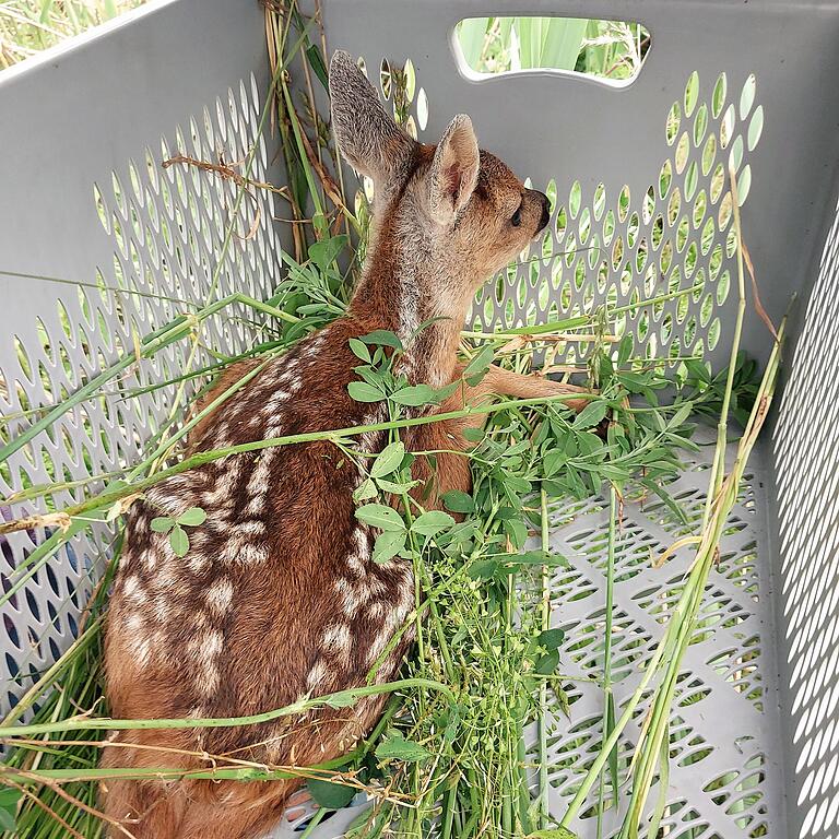 Nach dem Auffinden wird das Kitz mit einem Korb von der zu mähenden Wiese weg getragen.