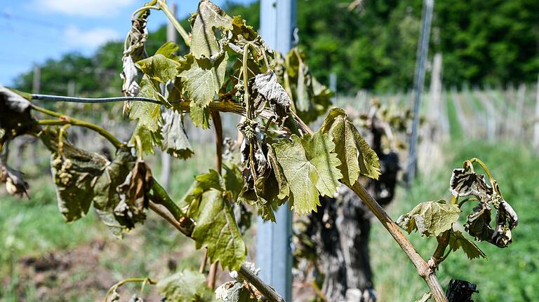 Der Frost hat im Mai erhebliche Schäden in den fränkischen Weinbergen angerichtet - wie hier in Handthal (Lkr. Schweinfurt).