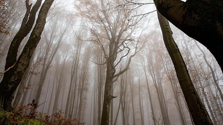 Durch die mystischen Wälder vorbei an den geheimnisvollen Orten der Region können Wanderlustige märchenhafte Spaziergänge unternehmen.