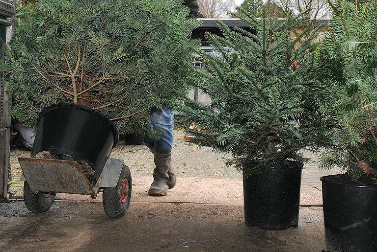 In manchen Gärtnereien kann man sich seinen Weihnachtsbaum mieten.&nbsp;