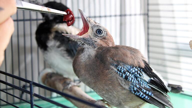 Der  kleine Eichelhäher ist ganz verrückt nach Kirschen, die ihm Birgit Vorndran mit einer Pinzette füttert.&nbsp;