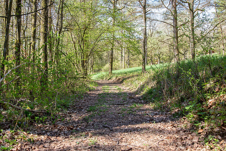 Auf einem Stück führt die Wanderung den Wald entlang nach Horrenbach. Auf einem Stück führt die Wanderung den Wald entlang nach Horrenbach.