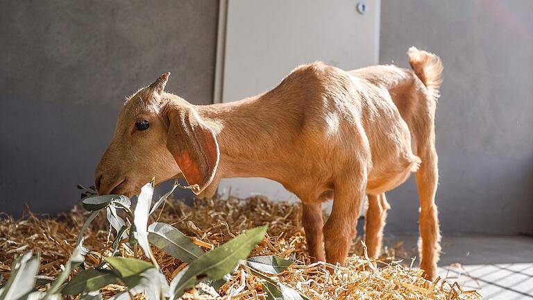 Tiere wie sie hat die Tierschutzinitiative Haßberge mit dem gestohlenen und ramponierten Kleintransporter gerettet: Hier die Ziege Mathilde, die einst auf der Autobahn aufgegriffen wurde. Tiere wie sie hat die Tierschutzinitiative Haßberge mit dem gestohlenen und ramponierten Kleintransporter gerettet: Hier die Ziege Mathilde, die einst auf der Autobahn aufgegriffen wurde.