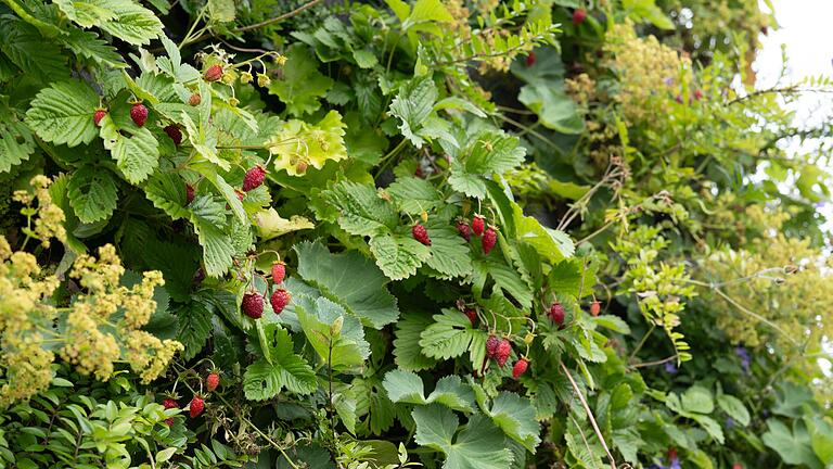 Wilder Wein und Erdbeeren wachsen an den Fassaden.