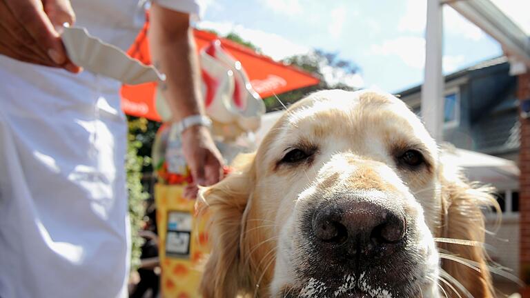 Hundeeis       -  Mhhhm, lecker: Ein Eis macht auch den Hund froh!