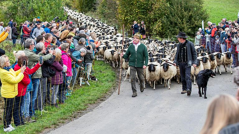 2023 bahnten sich beim Weideabtrieb in Ginolfs über 1500 Tiere ihren Weg von den Rhönwiesen ins Tal. Wenn die Blauzungenkrankheit keinen Strich durch die Rechnung macht, wird das auch dieses Jahr wieder der Fall sein.