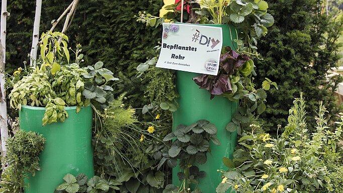 Bepflanzte Rohre• Man benötigt ein Plastikrohr (KG-Rohr), einen Winkelschleifer oder Flex, einen Heißluftföhn und Erde und Pflanzen vom Gärtner zum befüllen.• Am besten man zeichnet sich vorher auf, wo die Einschnitte, also später die Pflanzen, sein sollen. Gewünschte Einschnitte mit einer Flex einschneiden.• Dann das Rohr oberhalb der Einschnitte mit dem Heißluftföhn vorsichtig erhitzen• Erhitzte Stellen oberhalb des Einschnitts mit einem runden Gegenstand, zum Beispiel einem Weckglas eindrücken.• Fertiges Rohr mit Rohrdeckel unten abdichten, mit Erde befüllen und bunt bepflanzen.• Wer auf das Flexen verzichten möchte, kann das durchgehende Rohr auch mit Abzweigstücken unterbrechen und diese Rohrabschnitte dann bepflanzen.Bildtext Bepflanzte Rohre• Man benötigt ein Plastikrohr (KG-Rohr), einen Winkelschleifer oder Flex, einen Heißluftföhn und Erde und Pflanzen vom Gärtner zum befüllen.• Am besten man zeichnet sich vorher auf, wo die Einschnitte, also später die Pflanzen, sein sollen. Gewünschte Einschnitte mit einer Flex einschneiden.• Dann das Rohr oberhalb der Einschnitte mit dem Heißluftföhn vorsichtig erhitzen• Erhitzte Stellen oberhalb des Einschnitts mit einem runden Gegenstand, zum Beispiel einem Weckglas eindrücken.• Fertiges Rohr mit Rohrdeckel unten abdichten, mit Erde befüllen und bunt bepflanzen.• Wer auf das Flexen verzichten möchte, kann das durchgehende Rohr auch mit Abzweigstücken unterbrechen und diese Rohrabschnitte dann bepflanzen.Bildtext