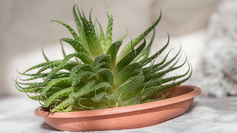 'Cecilia', eine Aloe Aristata, ist eine der geretteten Pflanzen in der Pflanzen-Wg. Auch sie sucht noch ein neues Zuhause.
