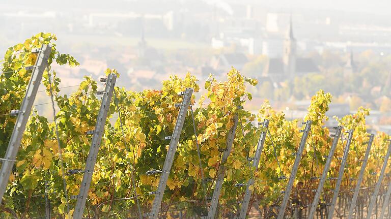 Die Weinberge oberhalb Iphofens prägen eine jahrhundertealte Kulturlandschaft, die durch die zunehmende Trockenheit in Gefahr gerät.