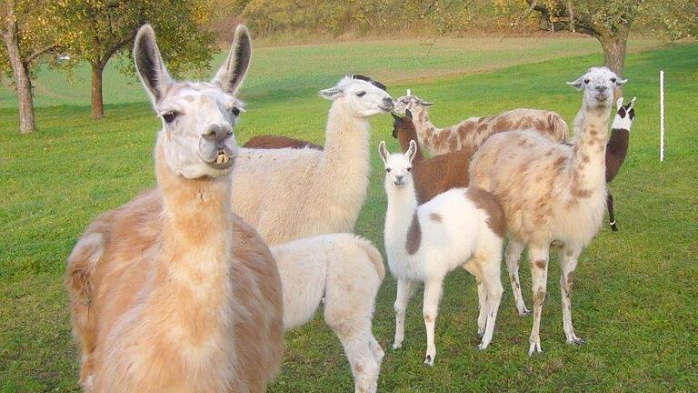 Im Landkreis Haßberge gibt es die Möglichkeit, mit Lamas und Alpakas (Archivbild) wandern zu gehen.