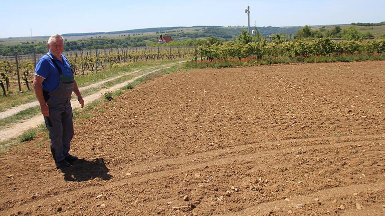 Schaden am Mais: Der Zeilitzheimer Landwirt Gerhard Herbert staunte nicht schlecht, als er feststelle, dass offenkundig Saatkrähen fast sein komplettes Feld in der Nähe von Volkach leergefressen haben. Schaden am Mais: Der Zeilitzheimer Landwirt Gerhard Herbert staunte nicht schlecht, als er feststelle, dass offenkundig Saatkrähen fast sein komplettes Feld in der Nähe von Volkach leergefressen haben.