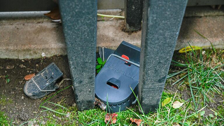 Wegen der Rattenplage in Würzburg-Heidingsfeld hat sich die Familie auf eigene Kosten Rattenfallen angeschafft und im Garten ausgelegt. Wegen der Rattenplage in Würzburg-Heidingsfeld hat sich die Familie auf eigene Kosten Rattenfallen angeschafft und im Garten ausgelegt.