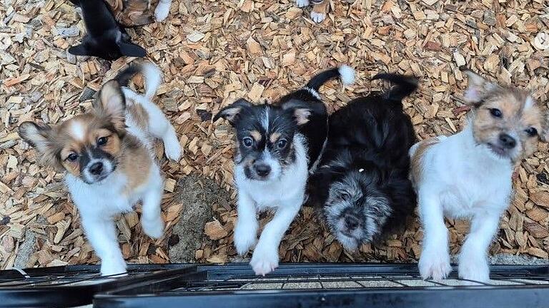 Die im Ende November ausgesetzten Hundewelpen aus dem Ringpark sind inzwischen im Tierheim Würzburg – und haben ein neues Zuhause gefunden Die im Ende November ausgesetzten Hundewelpen aus dem Ringpark sind inzwischen im Tierheim Würzburg – und haben ein neues Zuhause gefunden