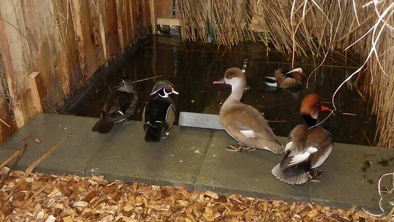 In der Ausstellungshalle im städtischen Bauhof präsentiert der Kleintierzuchtverein am Wochenende wiederTiere aus dem Bereich Rasse- sowie Zier und Wildgeflügel. In der Ausstellungshalle im städtischen Bauhof präsentiert der Kleintierzuchtverein am Wochenende wiederTiere aus dem Bereich Rasse- sowie Zier und Wildgeflügel.