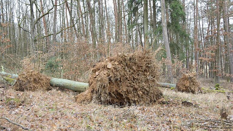 Durch den Regen sind Böden aufgeweicht, was die Standfestigkeit der Bäume beeinträchtigt.