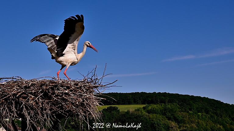 Storch Hilde auf dem Horst in Wipfeld.