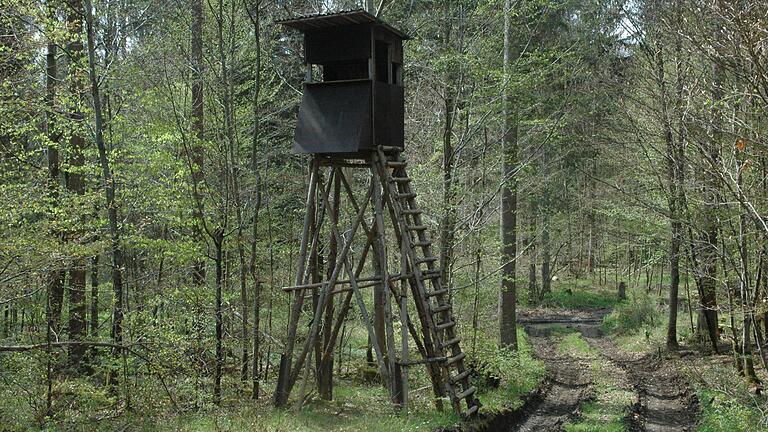 Der Gramschatzer Wald erhält immer mehr Löcher durch den Einschlag von Fichten. Der Gramschatzer Wald erhält immer mehr Löcher durch den Einschlag von Fichten.