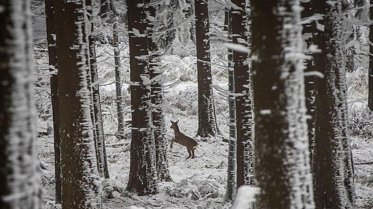 Ein Reh flüchtet im winterlichen Wald       -  Für Wildtiere ist der starke Tourismus eine Gefahr. Foto: archiv:dpa: Frank Rumpenhorst