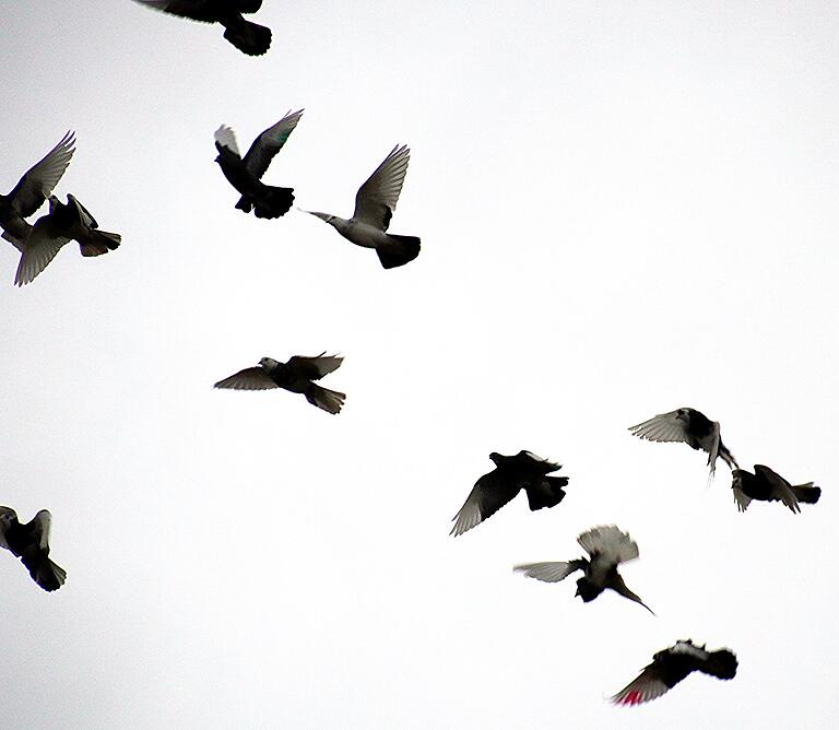 Am Himmel über Jesserndorf vollziehen die Tauben ihre Rollen nach unten, wie hier teilweise zu erkennen ist