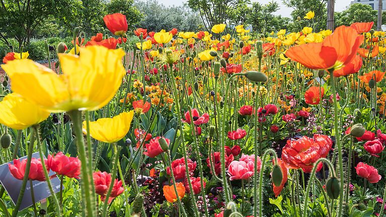 Landesgartenschau-Kartenverlosung: Gewinner stehen fest       -  Blumen auf der Landesgartenschau Würzburg.