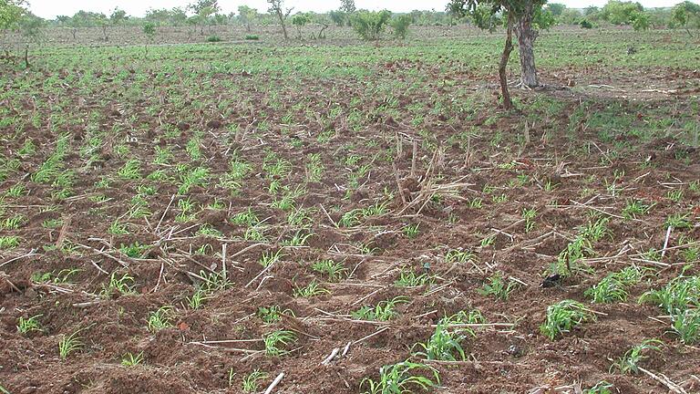 Wieder fruchtbar und grün: ein Feld in Burkina Faso, das Bauern mit der Zai-Methode bewirtschaften. Wieder fruchtbar und grün: ein Feld in Burkina Faso, das Bauern mit der Zai-Methode bewirtschaften. 